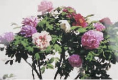 ̫ƻľʲ\ĵ